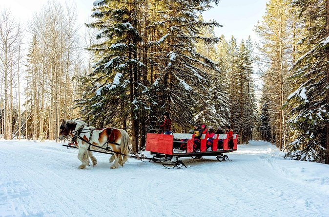 1 Hour Shared Winter Sleigh Ride Experience in Kananaskis - A shared ride with a family feel