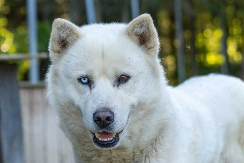 15 min. Tadoussac : Behind-the-Scenes Sled Dog Kennel Tour - The food distribution finale