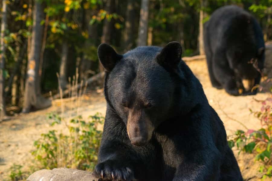 15 min. Tadoussac : Black Bear Observation with Expert Guide - Starting at Domaine de l’Ours Noir near Tadoussac