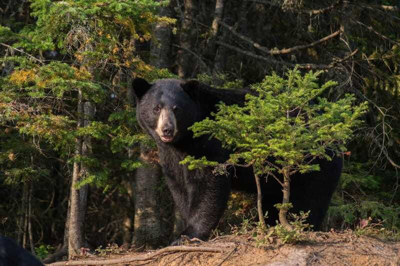 15 min. Tadoussac : Black Bear Observation with Expert Guide - Why the guide shapes the experience