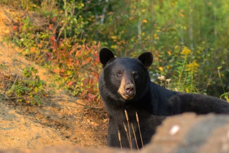 15 min. Tadoussac : Black Bear Observation with Expert Guide - What the two-hour schedule feels like