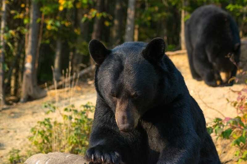 15 min. Tadoussac : Black Bear Observation with Expert Guide - Is $37 a good value?