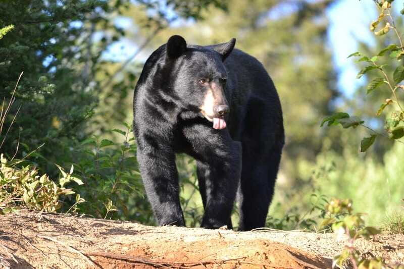 15 min. Tadoussac : Black Bear Observation with Expert Guide - The biggest pleasure: seeing a bear behave naturally