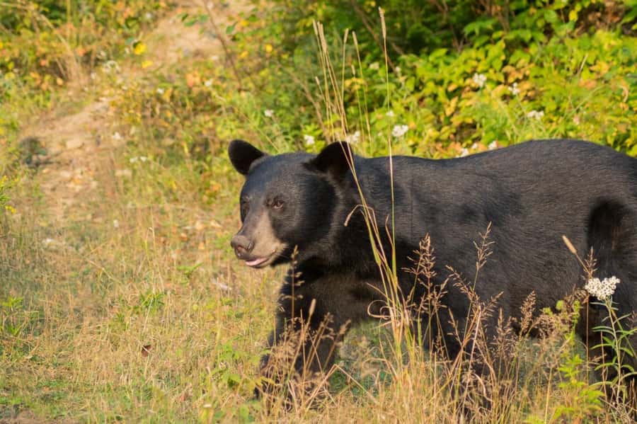 15 min. Tadoussac : Black Bear Observation with Expert Guide - A five-minute bus ride and a short forest walk