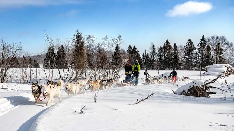 15 min. Tadoussac : Dog Sled Excursion in Saguenay Fjord - The 90-minute Family Ride