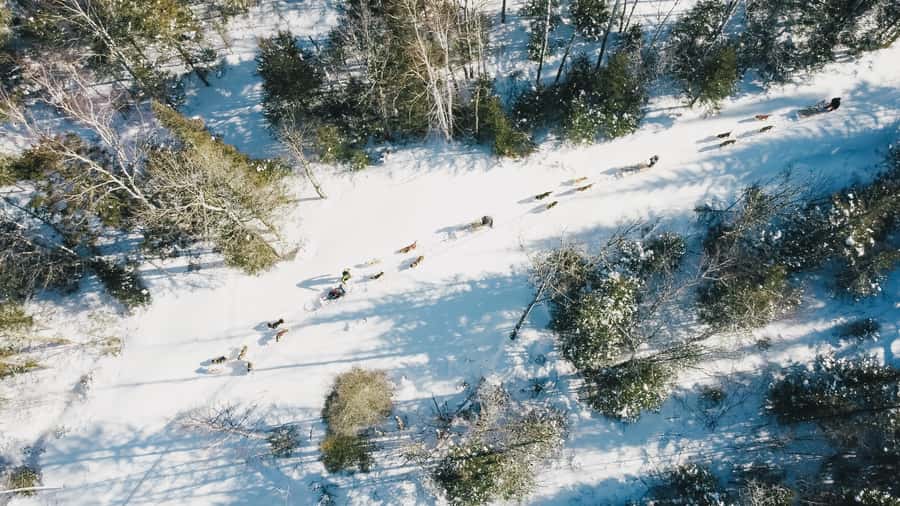 15 min. Tadoussac : Dog Sled Excursion in Saguenay Fjord - Guides, instruction, and group size