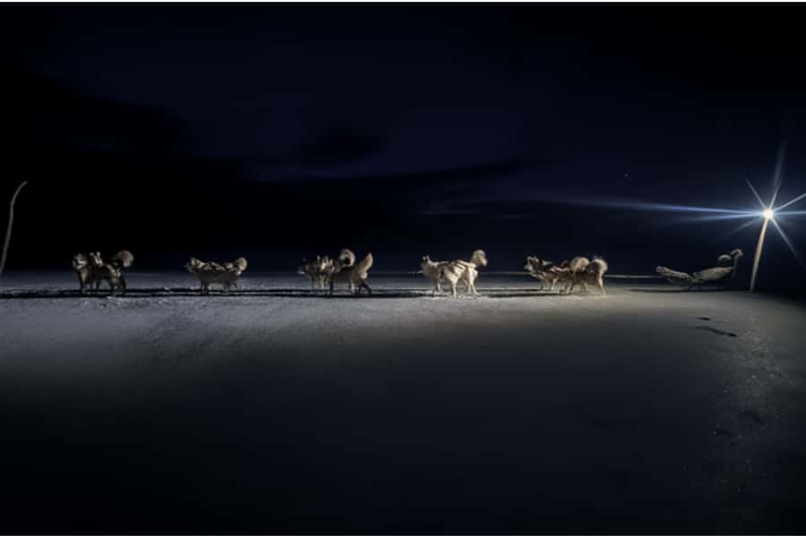 15 min. Tadoussac : Dog Sled Excursion in Saguenay Fjord - Who should book this experience?