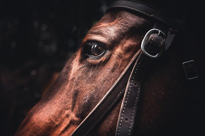 2-Day Sundance Overnight Backcountry Lodge Trip by Horseback - Meeting the horse at 9:30 a.m.