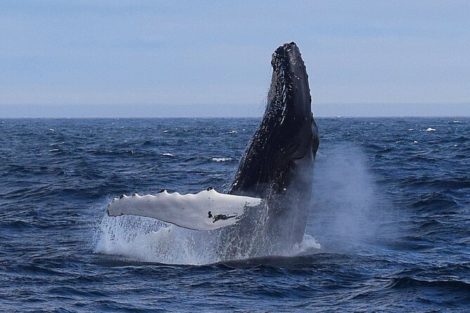 2 Hour Award-Winning Whale and Seabird Boat Tour from St. John's - Key points before you book