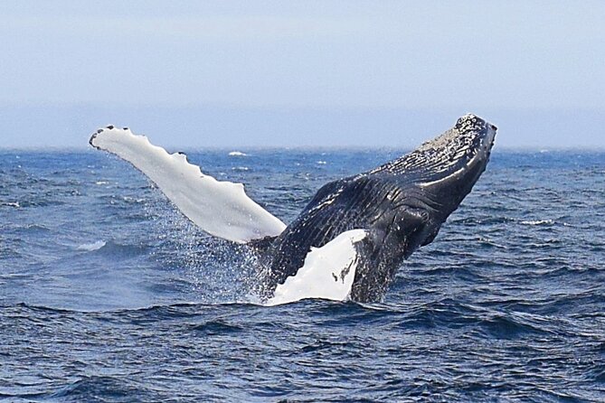 2 Hour Award-Winning Whale and Seabird Boat Tour from St. John's - Setting out from Pier 6 in St. John’s Harbour
