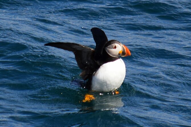 2 Hour Award-Winning Whale and Seabird Boat Tour from St. John's - Fort Amherst and the entrance to The Narrows