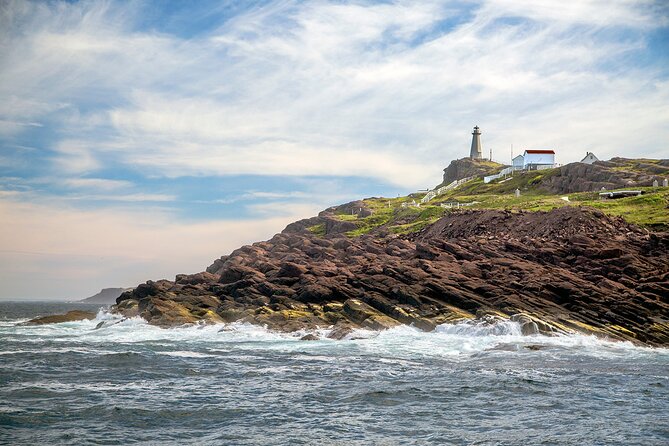 2 Hour Award-Winning Whale and Seabird Boat Tour from St. John's - Whales, puffins, eagles, and the luck of the sea