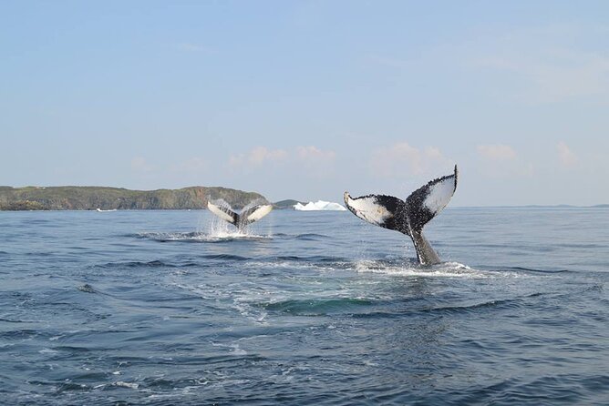 2 Hour Boat Tour in Twillingate - Key points to know before you book
