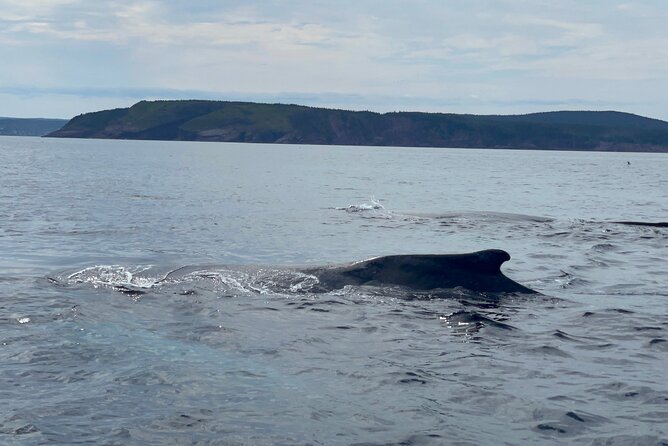 2 Hours Guided Whale and Bird Boat Tour in Bay Bulls - Four islands filled with seabirds