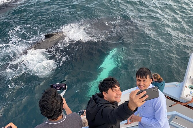 2 Hours Guided Whale and Bird Boat Tour in Bay Bulls - Minke whales, dolphins, and honest expectations