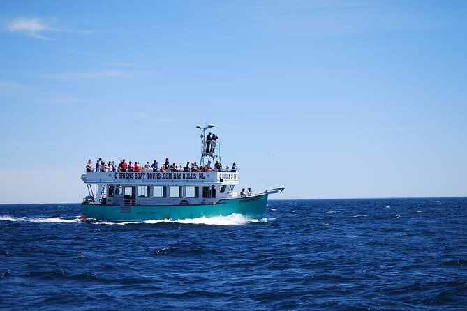 2 Hours Guided Whale and Bird Boat Tour in Bay Bulls - Staying warm on the Atlantic