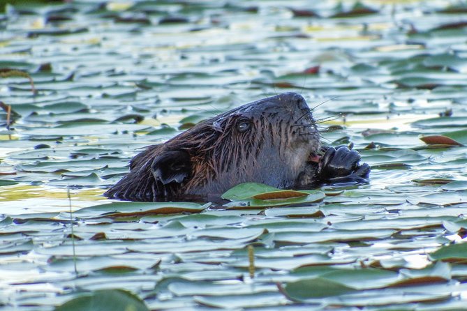 3 Day Algonquin Park Canoe Trip - Moose & Beaver Safari - Why three days changes the Algonquin experience