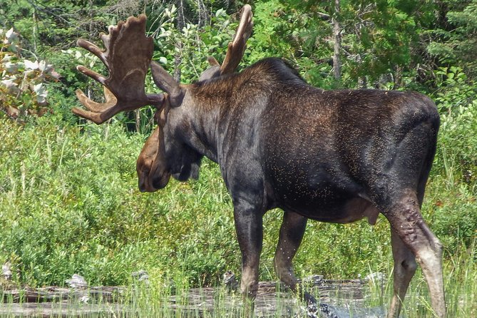 3 Day Algonquin Park Canoe Trip - Moose & Beaver Safari - Food, bugs, and the realities of camp life