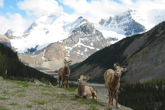 3-Day Glacial Tour package, Columbia Icefield, Jasper, LakeLouise - FAQ