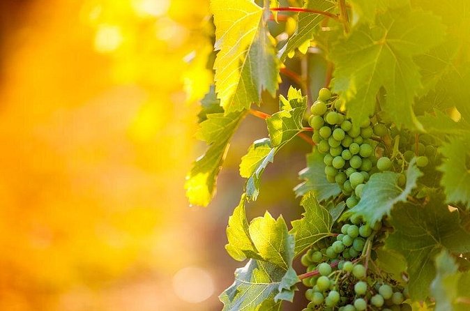 3 hours Wine Tour in Niagara-on-the-Lake - What the $182.27 price really covers