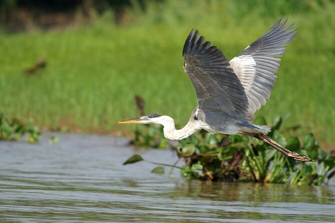 3h Boat Safari - Montreal’s Nature and Iconic Attractions Tour - Why a river safari adds something different to Montreal