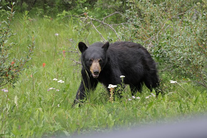 4-Day Canadian Rockies & Banff Classic Summer Tour - What the coach and guide add