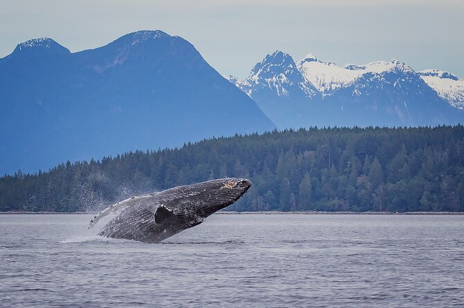 4 Hour Afternoon Whale Watching Tour - Key Details Before You Book