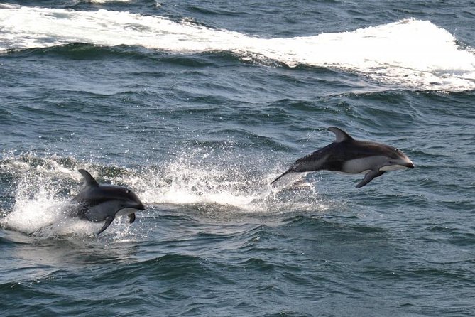 4 Hour Afternoon Whale Watching Tour - Survival Suits, Safety Gear, and Refreshments