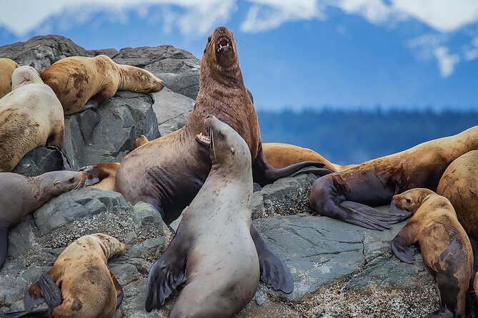 4 Hour Afternoon Whale Watching Tour - Why the Small Zodiac Makes a Difference