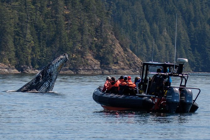 4 Hour Morning Whale Watching Tour - Key points to know before booking