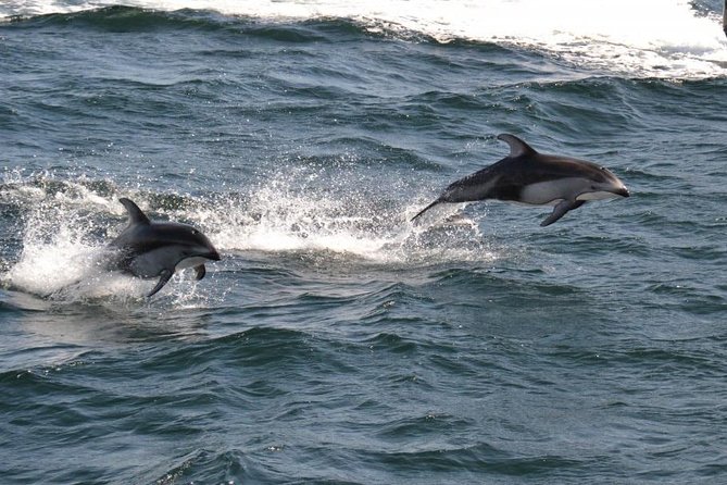 4 Hour Morning Whale Watching Tour - Snacks, coffee, and the real value of $174.06