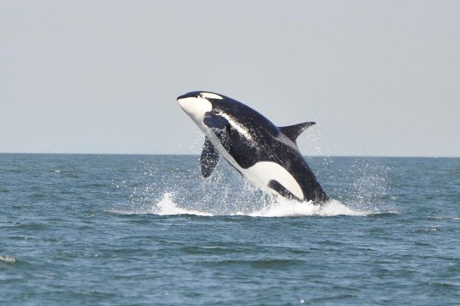 4 Hour Morning Whale Watching Tour - Orcas, humpbacks, and the wider wildlife list
