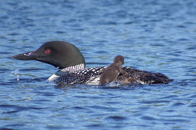 6 Hour Algonquin Park Canoe Trip - Canoe Lake at 11:30 am