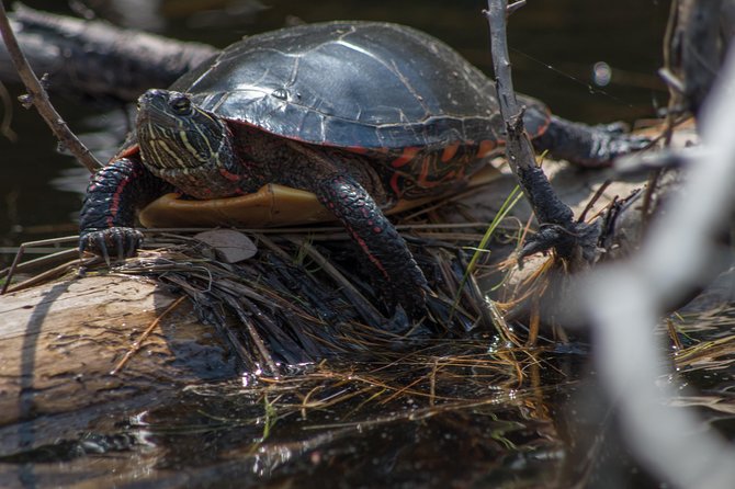 6 Hour Algonquin Park Canoe Trip - Weather, clothing, and what to carry