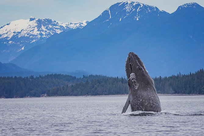 7 Hour Big Animal Encounter - Seven hours from Campbell River to Desolation Sound