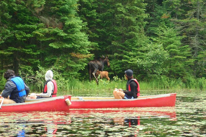 Algonquin Park 3-Day Deluxe Camping & Canoeing Adventure - What $368.01 buys you in Algonquin Park