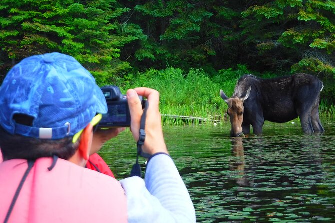 Algonquin Park 3-Day Deluxe Camping & Canoeing Adventure - First evening: fire, stars, salmon, and beavers