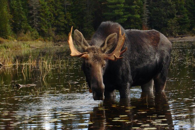 Algonquin Park 4-Day Deluxe Camping & Canoeing Adventure - Reaching the campsite by canoe and portage