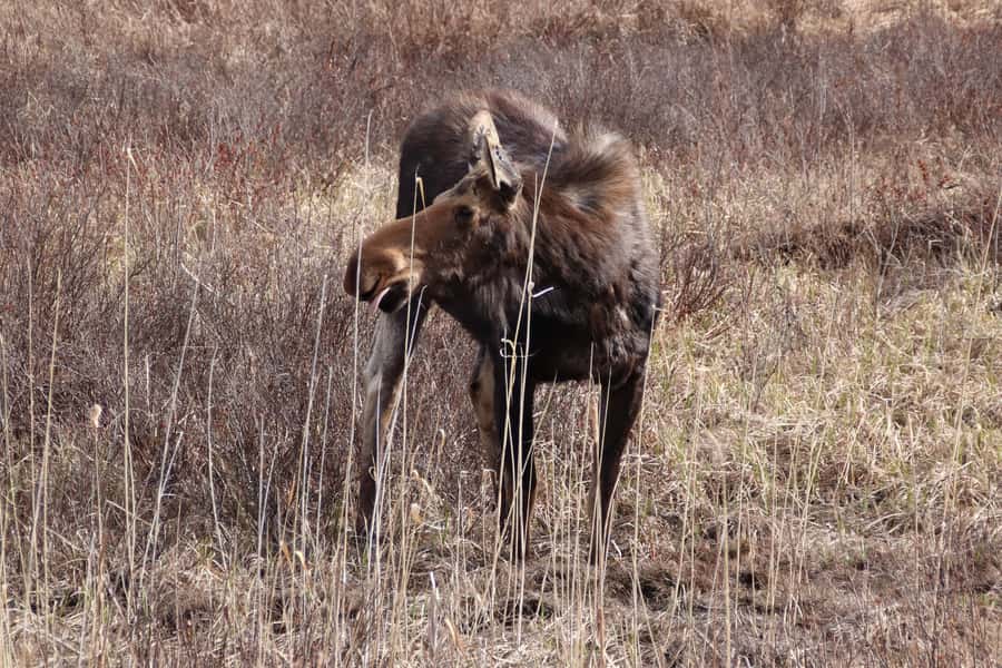Algonquin Park: Adventure Tour from Toronto - Key points to know before booking
