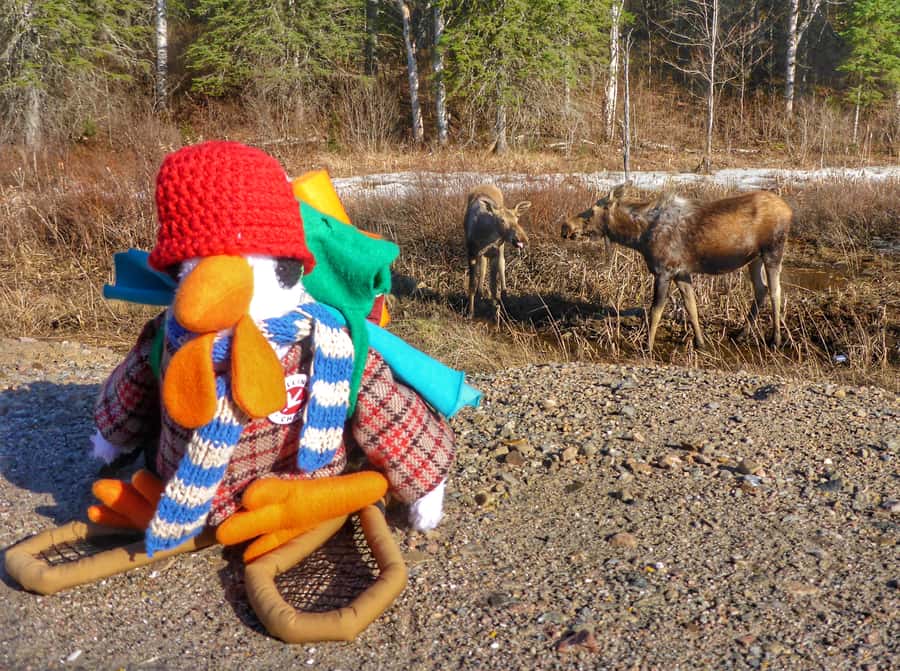 Algonquin Park: Adventure Tour from Toronto - Picking the right trail for your day
