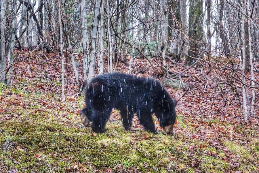 Algonquin Park: Adventure Tour from Toronto - Lookouts, lakes, and waterfalls
