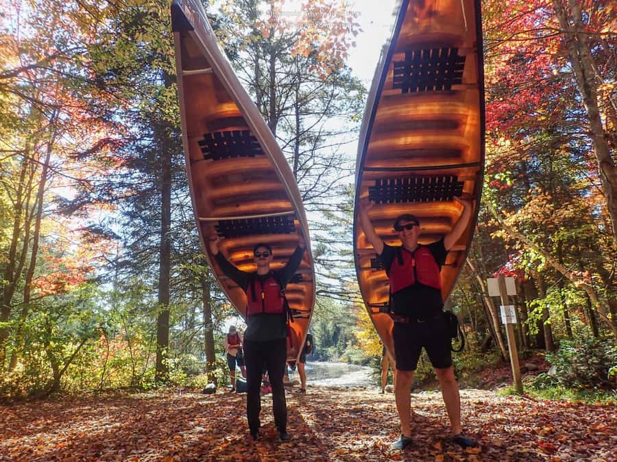Algonquin Park: Canoe Camping Safari - Wildlife watching, with moose at the top of the list