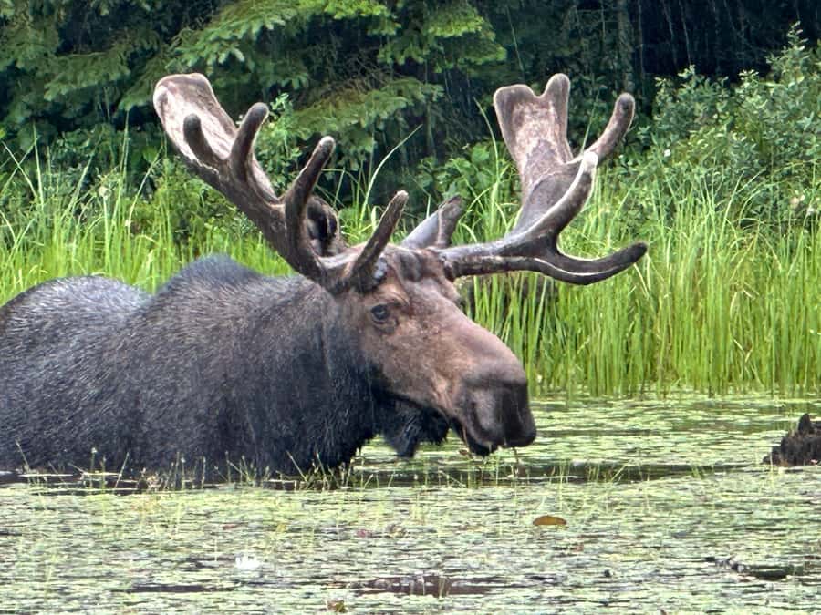 Algonquin Park: Deluxe 4-Day/3-night Canoeing/Camping - Key Details Before You Paddle