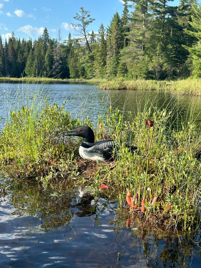 Algonquin Park: Deluxe 4-Day/3-night Canoeing/Camping - What Four Days in Algonquin Really Means