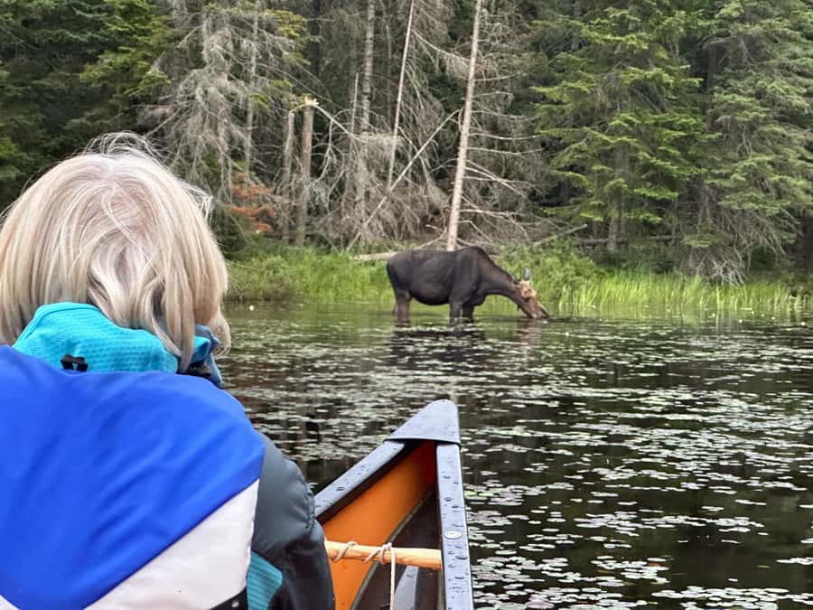 Algonquin Park: Deluxe 4-Day/3-night Canoeing/Camping - Meeting at Canoe Lake Beach