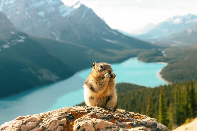 Along Icefields Parkway: Peyto Lake, Bow Lake & Columbia Icefield - Driving the Icefields Parkway