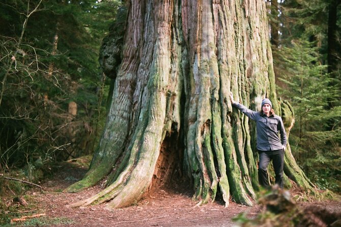 Ancient Trees of Vancouver Walking Tour - Why these trees matter in Stanley Park