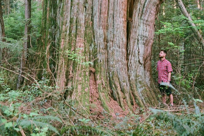 Ancient Trees of Vancouver Walking Tour - Coast Salish connections and the tree of life