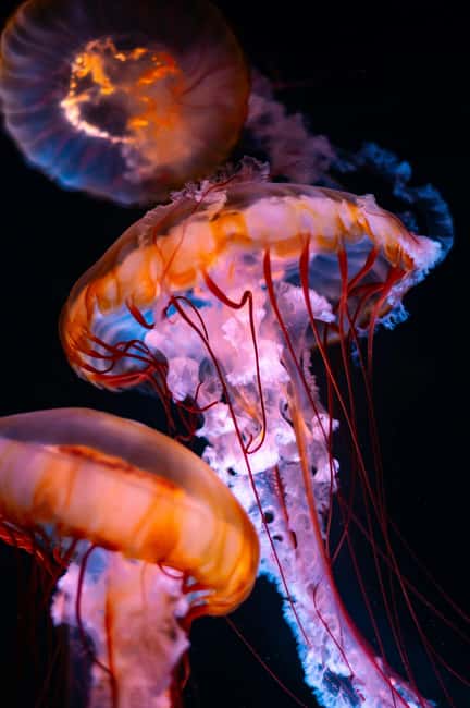 Aquarium & StanleyPark+20 Gem Spots+City/Vip Car+Small Group - A fast way to get your Vancouver bearings
