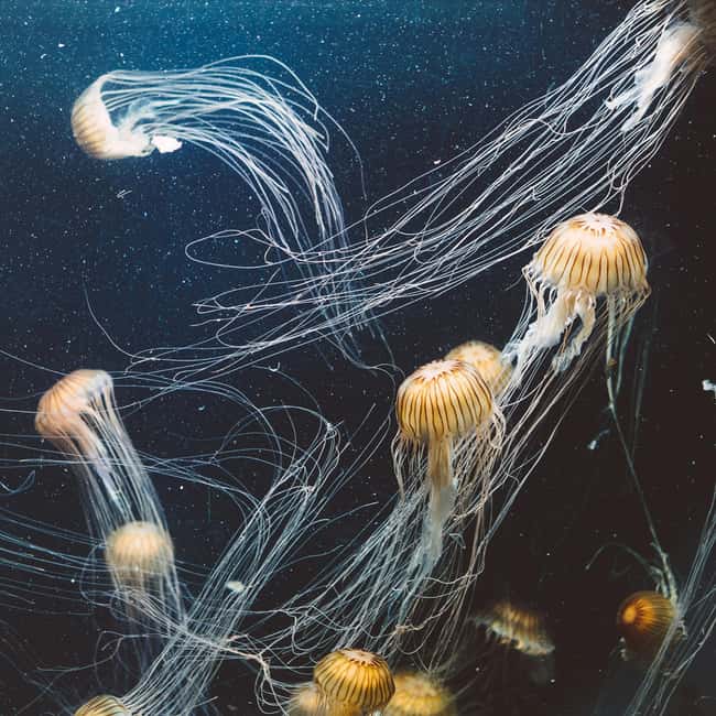 Aquarium & StanleyPark+20 Gem Spots+City/Vip Car+Small Group - City views connect the park to downtown Vancouver